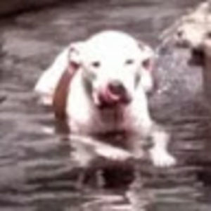 Meet your Posher, Derek